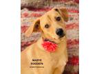 Adopt Maeve a Mixed Breed