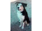 Adopt Boyd* a Tricolor (Tan/Brown & Black & White) Australian Cattle Dog dog in