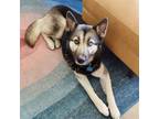 Adopt Uma a Black Siberian Husky / Mixed dog in Oakland, CA (41286055)