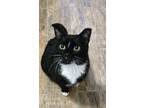 Adopt Maeve a Black & White or Tuxedo Domestic Shorthair / Mixed (short coat)