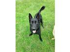 Adopt Kobe a Black Belgian Malinois / Belgian Shepherd / Mixed dog in Grand