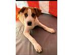 Adopt Emerson. a Tan/Yellow/Fawn - with White Border Collie / Mixed dog in
