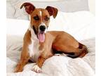Adopt Dakota a Tan/Yellow/Fawn - with White Whippet / Boxer / Mixed dog in