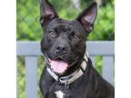 Adopt Batty a Black Mixed Breed (Medium) / Mixed dog in Arlington, VA (41440486)