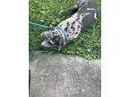 Adopt 55923568 a Gray/Blue/Silver/Salt & Pepper American Pit Bull Terrier /