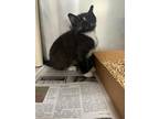 Adopt Ramona a All Black Domestic Shorthair / Domestic Shorthair / Mixed cat in