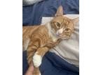 Adopt Leo a Orange or Red (Mostly) Domestic Shorthair / Mixed (short coat) cat