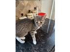Adopt Lyra KITTEN a Brown Tabby Domestic Shorthair / Mixed (short coat) cat in