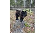Adopt Nova a Black Chow Chow / Mixed dog in Savannah, GA (41466763)