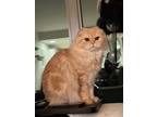 Adopt Nugget a Cream or Ivory Scottish Fold / Mixed (long coat) cat in Los