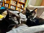Adopt Catniss a Black (Mostly) Domestic Shorthair (short coat) cat in Kalamazoo