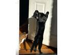 Adopt Kuro Panther a All Black American Shorthair / Mixed (short coat) cat in
