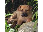 Adopt Teddy a Tan/Yellow/Fawn Shepherd (Unknown Type) / Labrador Retriever /