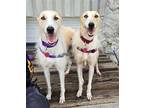 Adopt Sophie & Sissy a White - with Red, Golden, Orange or Chestnut Greyhound /