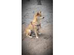 Adopt Paris a Red/Golden/Orange/Chestnut Shiba Inu / Mixed dog in Savannah