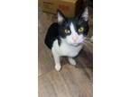 Adopt Gary a Black & White or Tuxedo Domestic Shorthair / Mixed (short coat) cat