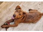 Adopt Rhode Island a Brown/Chocolate Labrador Retriever / Mixed dog in Brooklyn