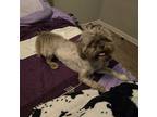 Adopt Scooby a Brown/Chocolate - with White Shih Tzu / Mixed dog in Jarrell