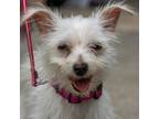 Adopt Isabelle a Poodle, Terrier