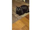 Adopt Midnight a All Black Domestic Mediumhair / Mixed (medium coat) cat in