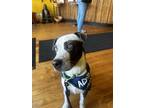 Adopt Foley the Mixed Breed a Gray/Silver/Salt & Pepper - with White Labrador