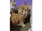 Adopt Marmalade a Orange or Red Domestic Shorthair / Mixed cat in Spring