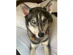 Adopt Magnum a Black - with White Siberian Husky / Mixed dog in Winter Springs