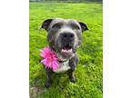 Adopt Waffles a Gray/Silver/Salt & Pepper - with White American Staffordshire