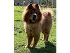 Adopt Mochi a Red/Golden/Orange/Chestnut Chow Chow / Mixed dog in Ventura