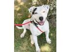 Adopt Mustard a White - with Black Pit Bull Terrier / Mixed dog in Ventura