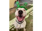 Adopt Mustard a White - with Black Pit Bull Terrier / Mixed dog in Ventura