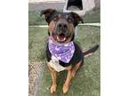 Adopt Odin a Tricolor (Tan/Brown & Black & White) Rottweiler / Mixed dog in