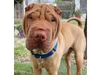 Adopt Charlie a Red/Golden/Orange/Chestnut Shar Pei / Mixed dog in Ventura