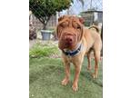 Adopt Charlie a Red/Golden/Orange/Chestnut Shar Pei / Mixed dog in Ventura