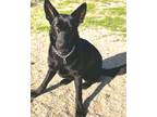 Adopt Luna 7 a Black Shepherd (Unknown Type) / Mixed dog in Ventura