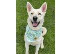 Adopt Ramen a White Husky / Shepherd (Unknown Type) / Mixed dog in Ventura