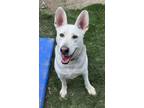 Adopt Ruger a White - with Tan, Yellow or Fawn Husky / Shepherd (Unknown Type) /
