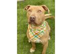 Adopt Bolt a Tan/Yellow/Fawn - with White Pit Bull Terrier / Mixed dog in