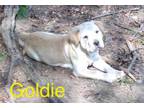 Adopt Goldie a Shar-Pei