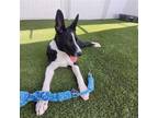 Adopt Bandit a Border Collie / Mixed dog in St. George, UT (41466753)