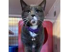 Adopt Candy a Gray or Blue (Mostly) Domestic Shorthair / Mixed (short coat) cat