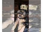 Yorkshire Terrier PUPPY FOR SALE ADN-787534 - 3 female CKC Yorkshire Terriers