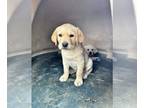 Labrador Retriever PUPPY FOR SALE ADN-787562 - AKC Yellow Labrador