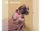 Boxer PUPPY FOR SALE ADN-787588 - AKC Boxer puppies