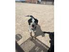 Adopt Kinder a Black - with White Mutt / Australian Cattle Dog / Mixed dog in