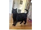 Adopt Azusa a All Black Domestic Longhair / Mixed (long coat) cat in Grand