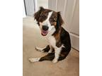 Adopt Luna (bonded with Sweet Jack) a Beagle / Mixed Breed (Medium) / Mixed dog