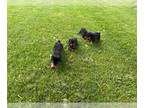 Rottweiler PUPPY FOR SALE ADN-787610 - Rottweiler Litter of 4