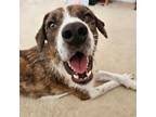 Adopt Sweet Jack (bonded with Luna) a Beagle / Mixed Breed (Medium) / Mixed dog