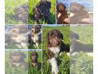 Bordoodle PUPPY FOR SALE ADN-787613 - Bordoodle puppies for sale